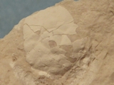 Krabbe